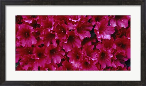 Framed Red Azaleas, Sacramento, California Print