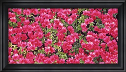 Framed Red Azalea Flowers, Sacramento, California Print