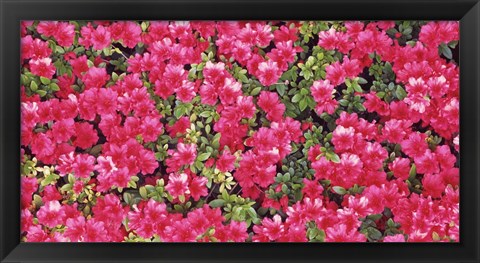 Framed Red Azalea Flowers, Sacramento, California Print