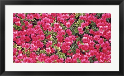 Framed Red Azalea Flowers, Sacramento, California Print