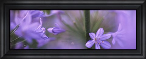Framed African Lily, Sacramento, California Print
