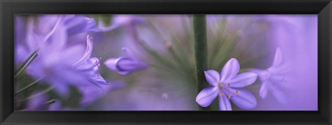 Framed African Lily, Sacramento, California Print