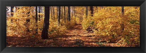 Framed Trees in Autumn, Stowe, Lamoille County, Vermont Print