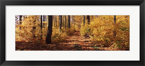 Framed Trees in Autumn, Stowe, Lamoille County, Vermont Print