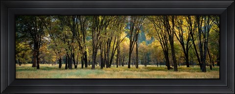 Framed Trees in Autumn, Yosemite National Park, California Print