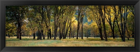 Framed Trees in Autumn, Yosemite National Park, California Print