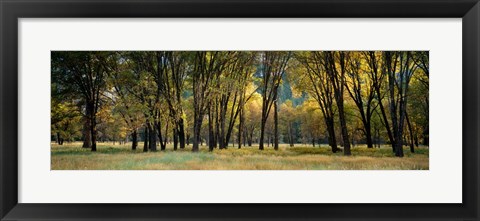 Framed Trees in Autumn, Yosemite National Park, California Print