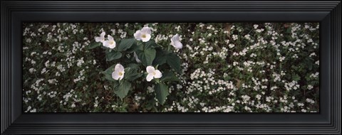 Framed Chimney Tops, Great Smoky Mountains National Park, Gatlinburg, Tennessee Print