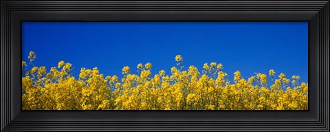 Framed Rape Field in Bloom under Blue Sky Print