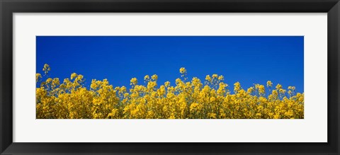 Framed Rape Field in Bloom under Blue Sky Print