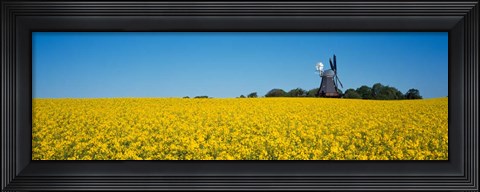 Framed Oilseed Rape Crop with a Traditional windmill, Germany Print