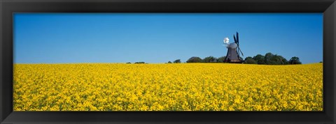 Framed Oilseed Rape Crop with a Traditional windmill, Germany Print