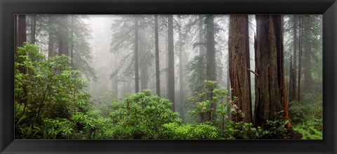 Framed Trees in Misty Forest Print