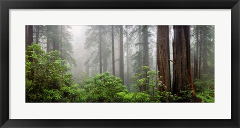 Framed Trees in Misty Forest Print