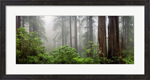 Framed Trees in Misty Forest Print