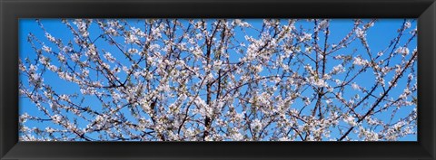 Framed Cherry Tree in Bloom, Germany Print