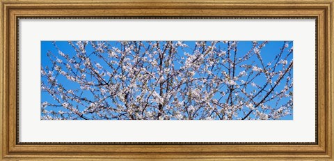 Framed Cherry Tree in Bloom, Germany Print