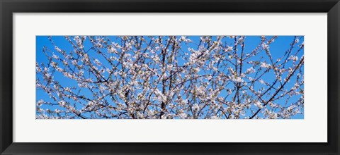 Framed Cherry Tree in Bloom, Germany Print