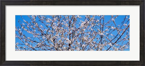 Framed Cherry Tree in Bloom, Germany Print