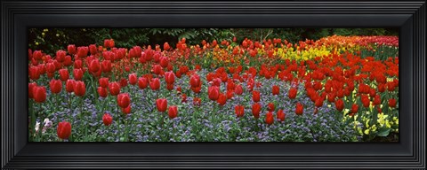 Framed Tulips Blooming in St. James&#39;s Park, London, England Print