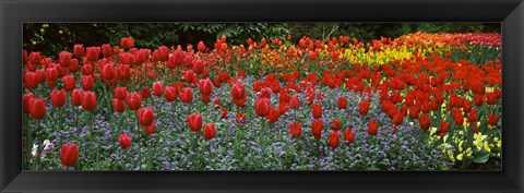 Framed Tulips Blooming in St. James&#39;s Park, London, England Print