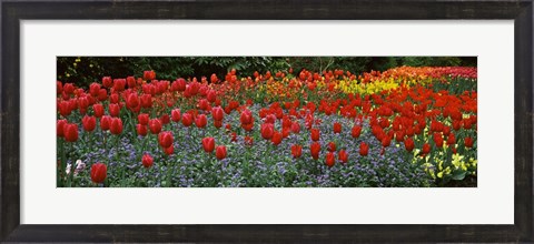 Framed Tulips Blooming in St. James&#39;s Park, London, England Print