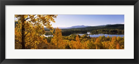 Framed Trees in Autumn, Grand Teton National Park, Wyoming Print