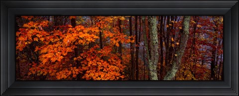 Framed Trees in Forest, Great Smoky Mountains National Park, North Carolina Print