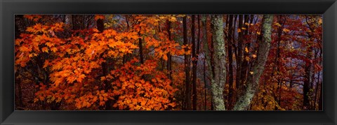 Framed Trees in Forest, Great Smoky Mountains National Park, North Carolina Print