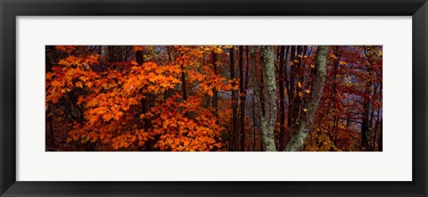 Framed Trees in Forest, Great Smoky Mountains National Park, North Carolina Print
