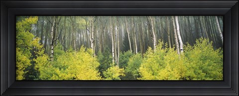 Framed Aspen Trees in a Forest, Utah Print