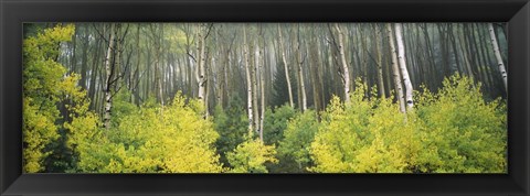 Framed Aspen Trees in a Forest, Utah Print