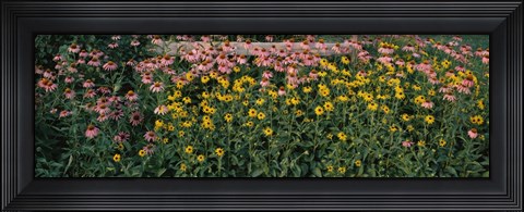 Framed Field of Flowers in Bloom, Marion County, Illinois Print