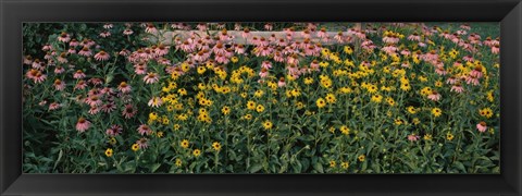 Framed Field of Flowers in Bloom, Marion County, Illinois Print