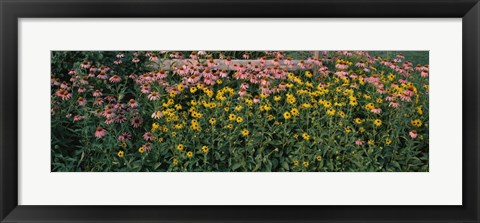 Framed Field of Flowers in Bloom, Marion County, Illinois Print