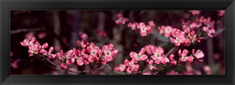Framed Pink Flowers in Bloom Print