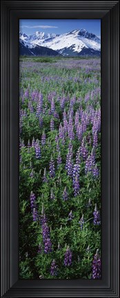 Framed Lupine Flowers in Bloom, Turnagain Arm, Alaska Print