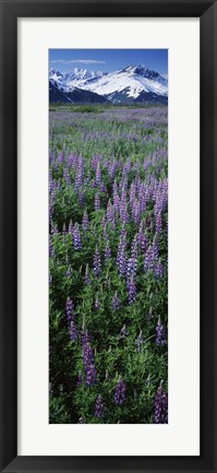 Framed Lupine Flowers in Bloom, Turnagain Arm, Alaska Print