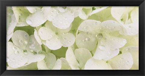 Framed Close-up of Snowball Bush Flowers with Mist Droplets, Sacramento, California Print