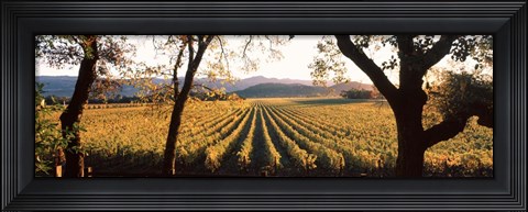 Framed Vines in Far Niente Winery, Napa Valley, California Print