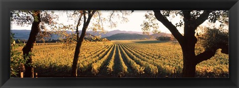 Framed Vines in Far Niente Winery, Napa Valley, California Print