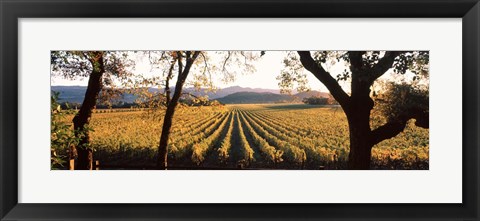 Framed Vines in Far Niente Winery, Napa Valley, California Print