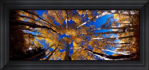 Framed Low Angle View of Aspen Trees in the Forest, Alpine Loop, Colorado Print