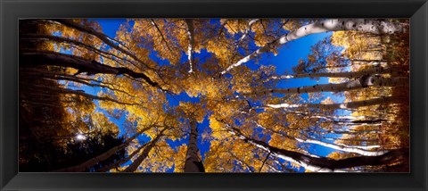 Framed Low Angle View of Aspen Trees in the Forest, Alpine Loop, Colorado Print