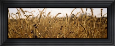 Framed Prairie Grass in a Field Print
