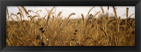 Framed Prairie Grass in a Field Print