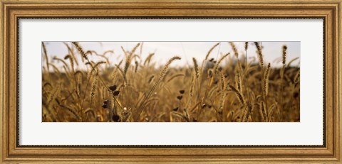 Framed Prairie Grass in a Field Print