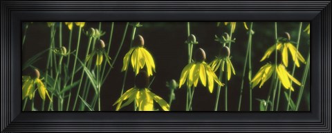 Framed Black-eyed Susan Blooming Print