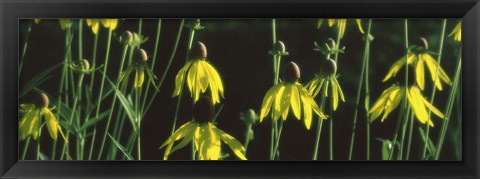 Framed Black-eyed Susan Blooming Print