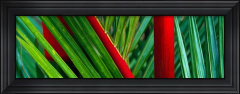 Framed Detail of Palm Leaves, Hawaii Islands Print